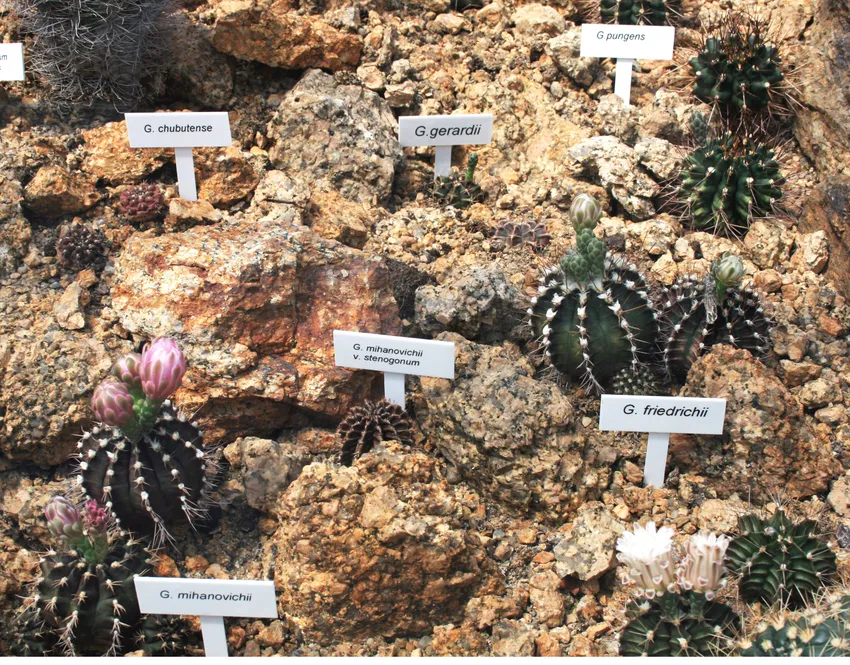 Plante gymnocalycium friedrichii montrant ses caractéristiques typiques