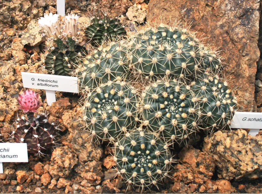 Plante gymnocalycium friedrichii montrant ses caractéristiques typiques