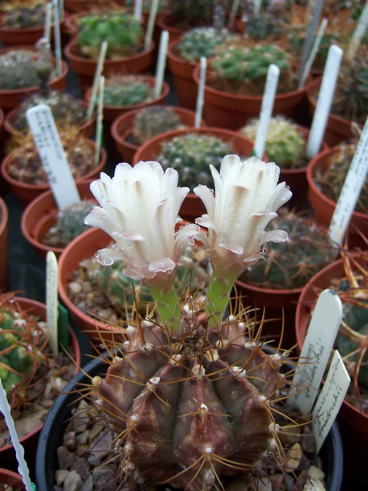 Plante gymnocalycium friedrichii montrant ses caractéristiques typiques