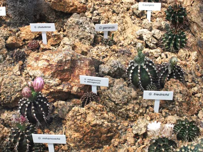 Image miniature de gymnocalycium friedrichii