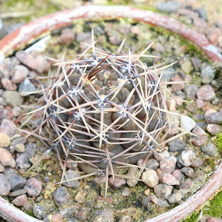 Plante gymnocalycium gibbosum montrant ses caractéristiques typiques