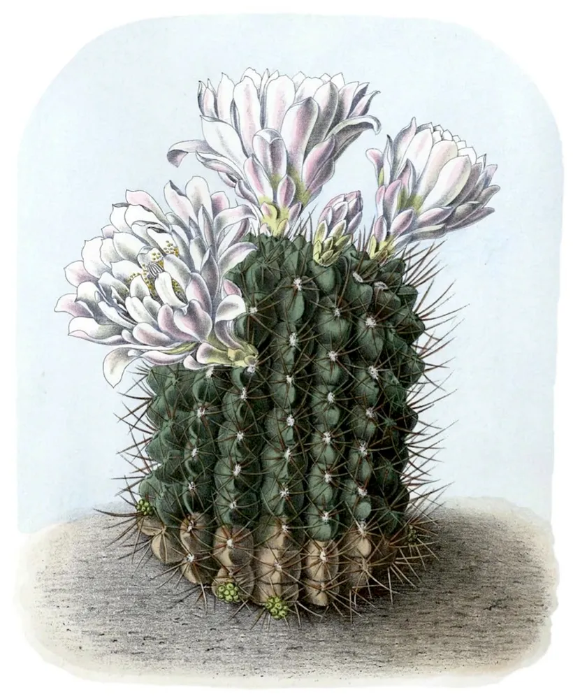 Plante gymnocalycium gibbosum montrant ses caractéristiques typiques