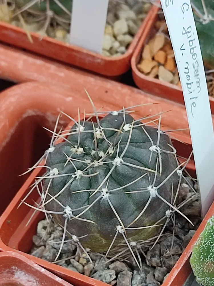 Plante gymnocalycium gibbosum montrant ses caractéristiques typiques