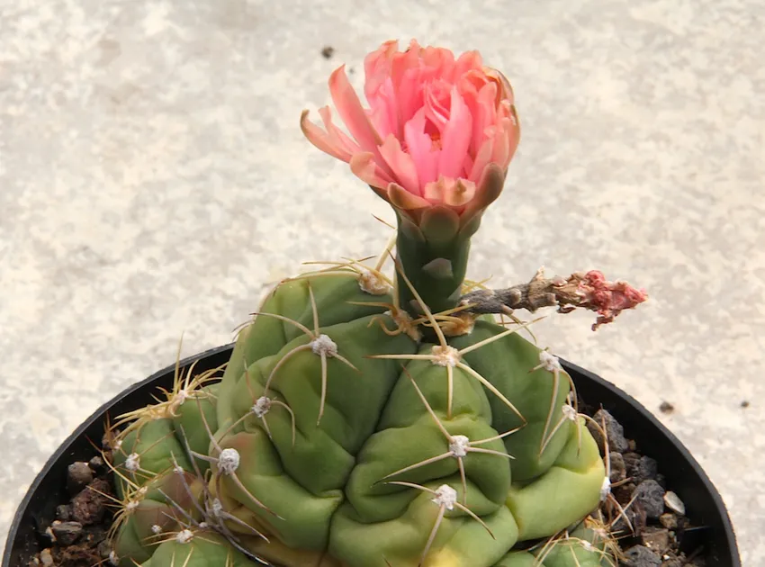 Plante gymnocalycium horstii montrant ses caractéristiques typiques