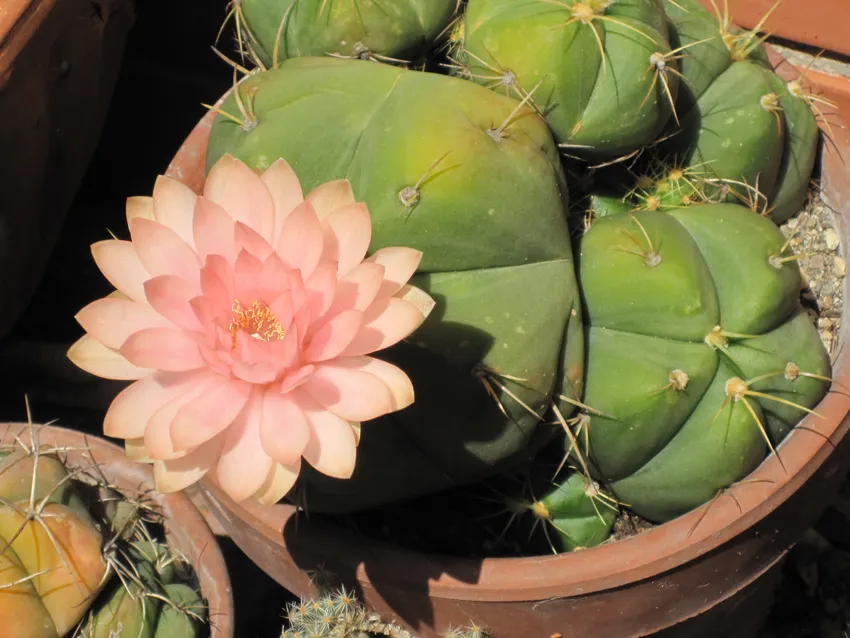 Plante gymnocalycium horstii montrant ses caractéristiques typiques