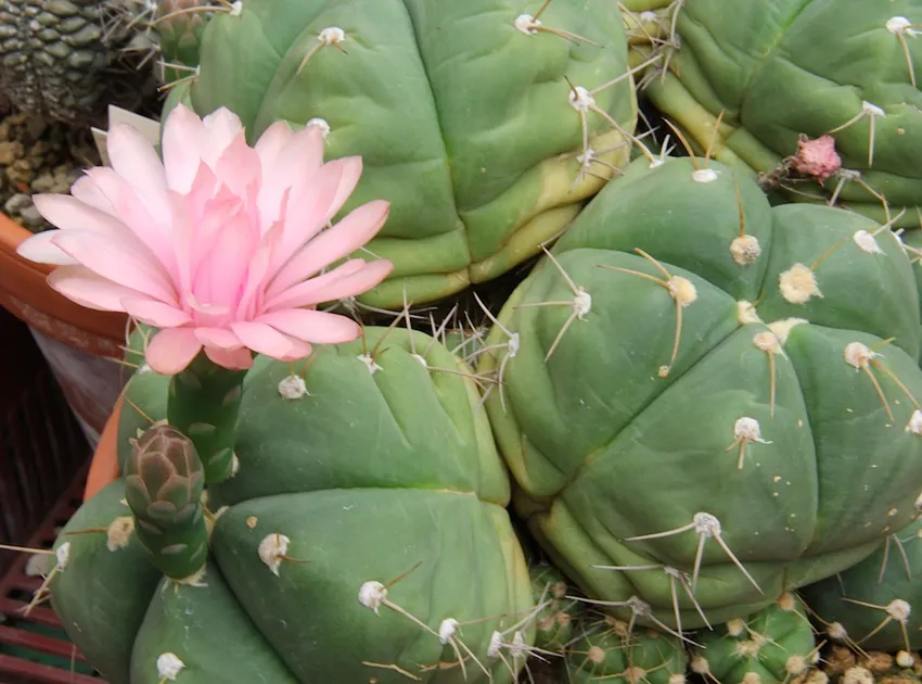 Plante gymnocalycium horstii montrant ses caractéristiques typiques