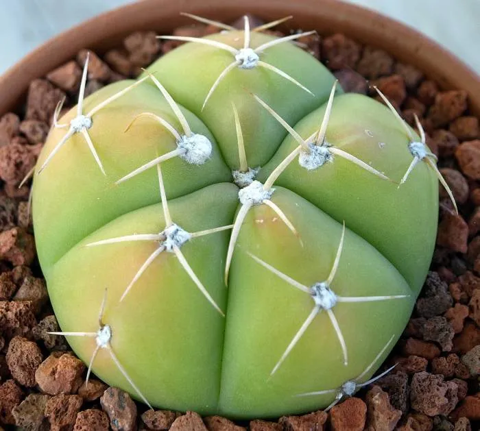 Plante gymnocalycium horstii montrant ses caractéristiques typiques