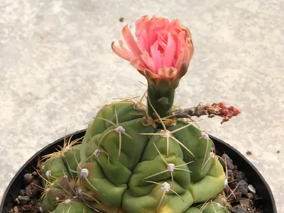 Image miniature de gymnocalycium horstii