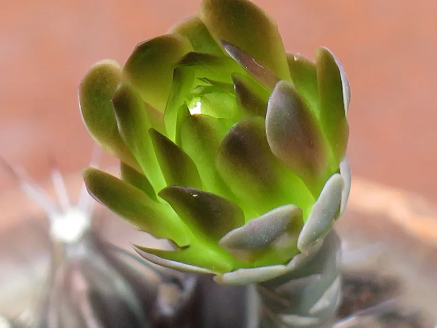 Plante gymnocalycium mihanovichii montrant ses caractéristiques typiques