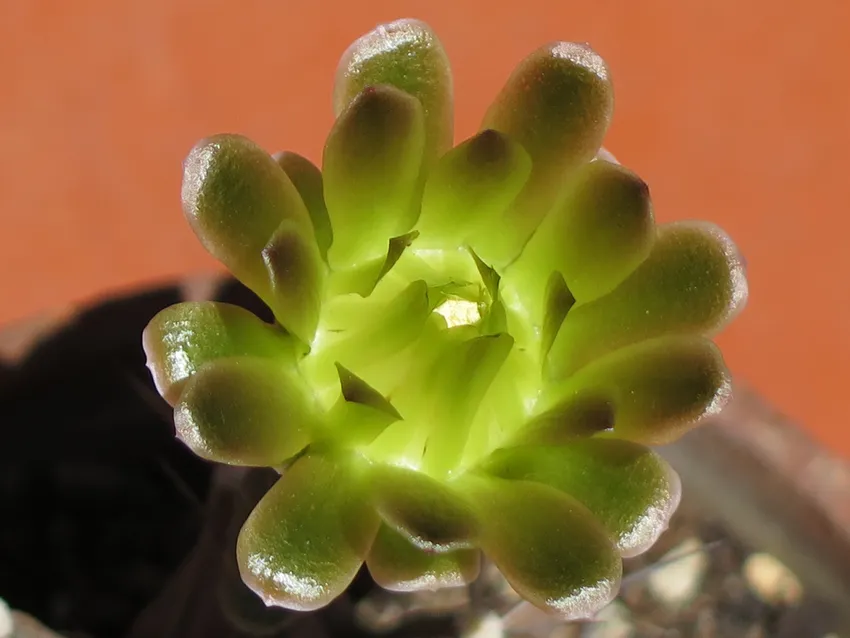 Plante gymnocalycium mihanovichii montrant ses caractéristiques typiques