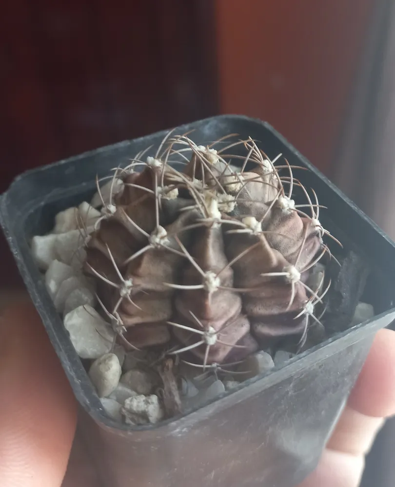 Plante gymnocalycium mihanovichii montrant ses caractéristiques typiques