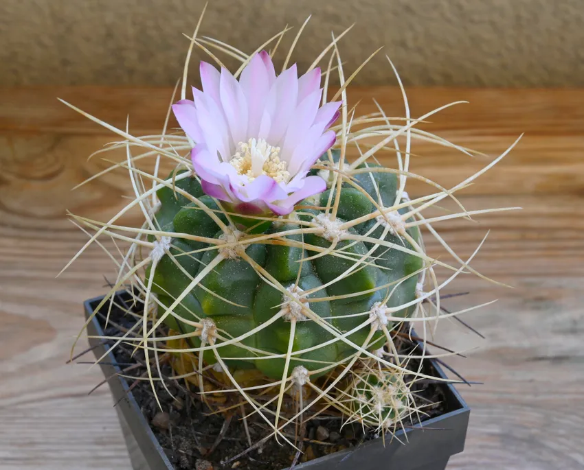 Plante gymnocalycium monvillei montrant ses caractéristiques typiques