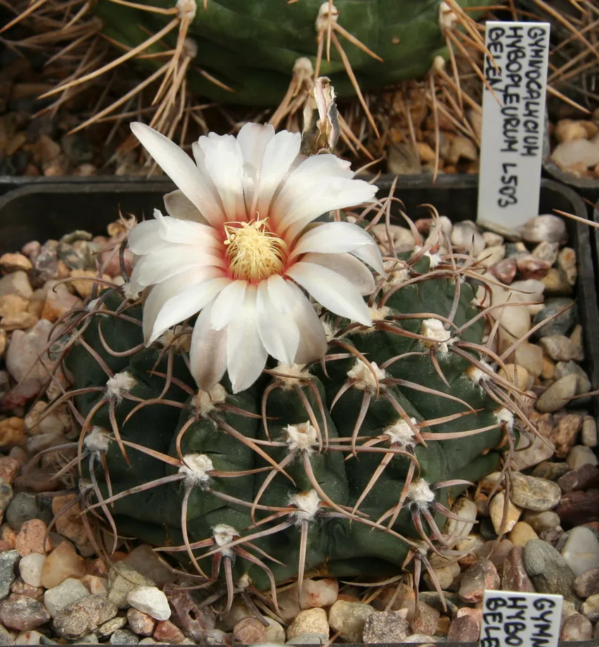 Plante gymnocalycium monvillei montrant ses caractéristiques typiques