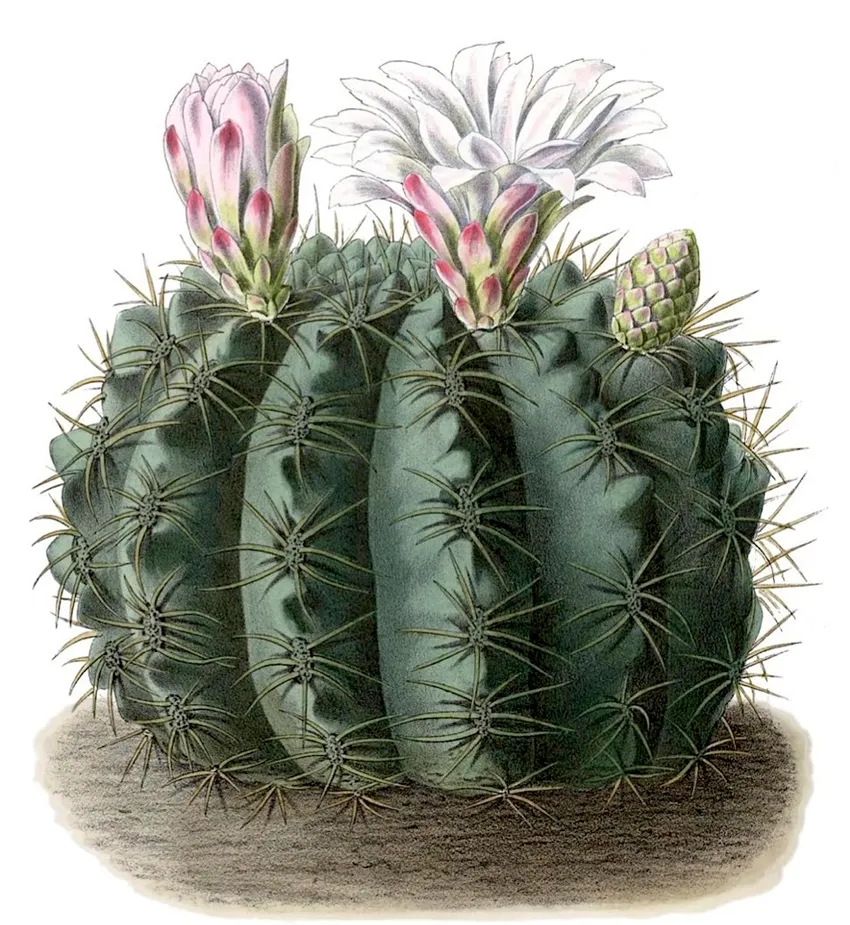 Plante gymnocalycium monvillei montrant ses caractéristiques typiques