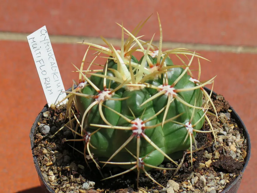 Plante gymnocalycium monvillei montrant ses caractéristiques typiques