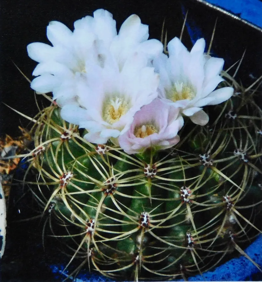 Plante gymnocalycium monvillei montrant ses caractéristiques typiques