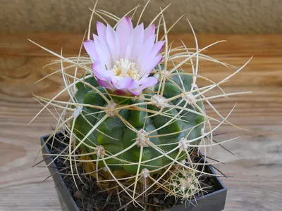 Image miniature de gymnocalycium monvillei