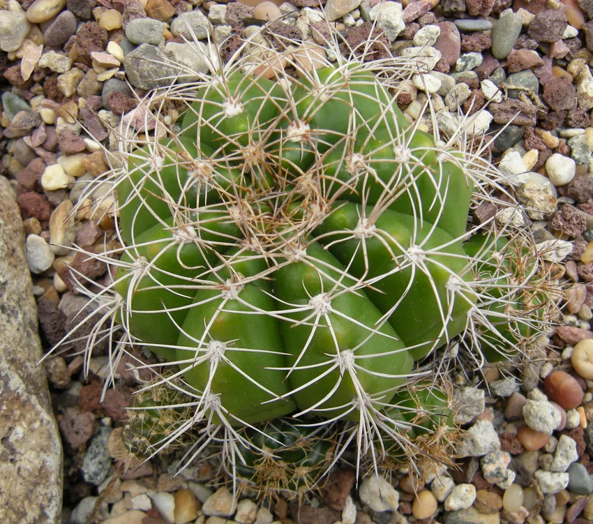 Plante gymnocalycium paraguayense montrant ses caractéristiques typiques