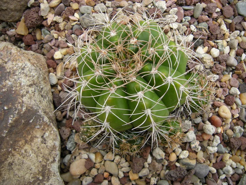 Plante gymnocalycium paraguayense montrant ses caractéristiques typiques