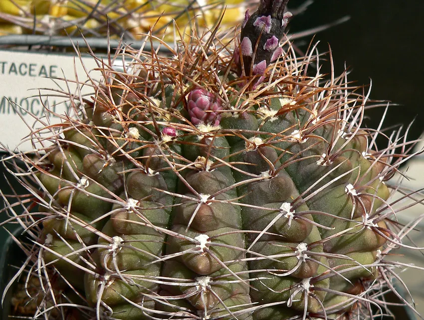 Plante gymnocalycium paraguayense montrant ses caractéristiques typiques