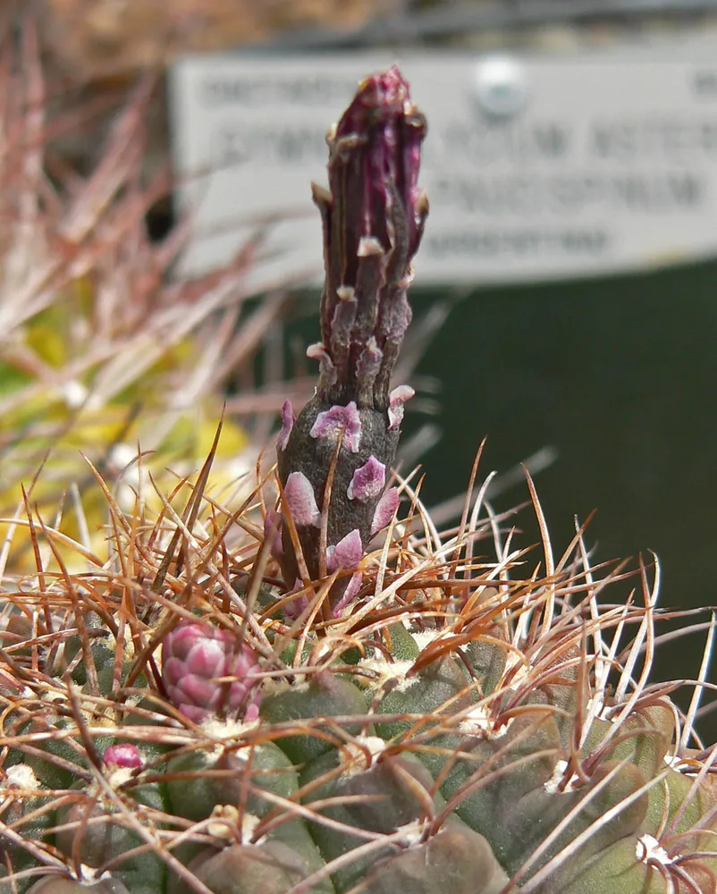 Plante gymnocalycium paraguayense montrant ses caractéristiques typiques