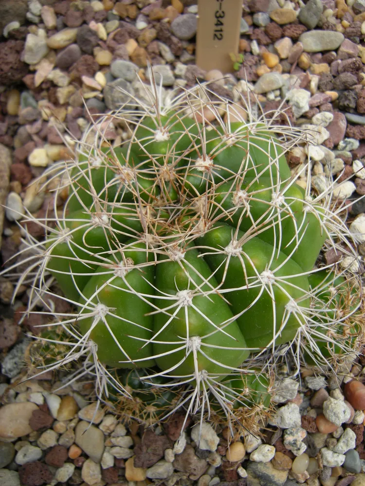 Plante gymnocalycium paraguayense montrant ses caractéristiques typiques