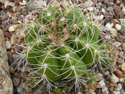 Image miniature de gymnocalycium paraguayense