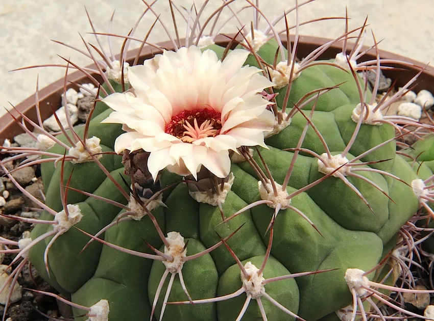 Plante gymnocalycium pflanzii montrant ses caractéristiques typiques