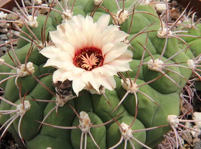 Plante gymnocalycium pflanzii montrant ses caractéristiques typiques