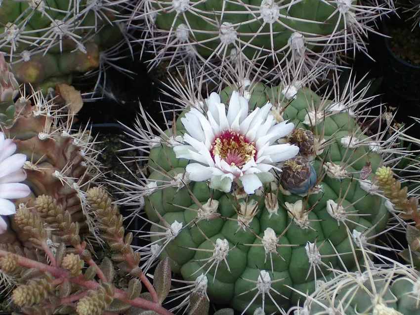 Plante gymnocalycium pflanzii montrant ses caractéristiques typiques