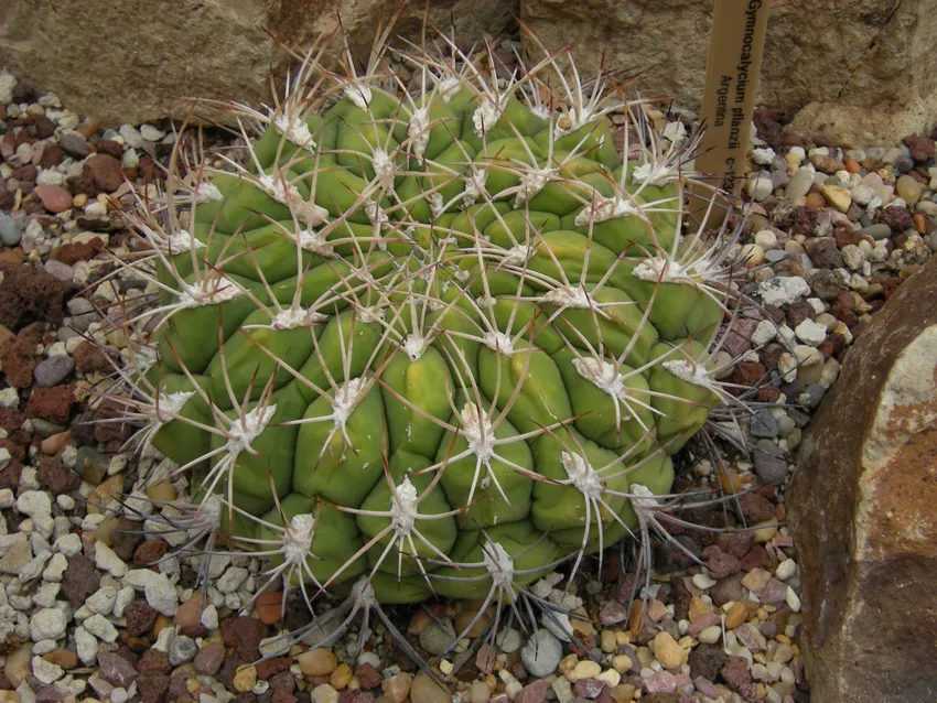 Plante gymnocalycium pflanzii montrant ses caractéristiques typiques