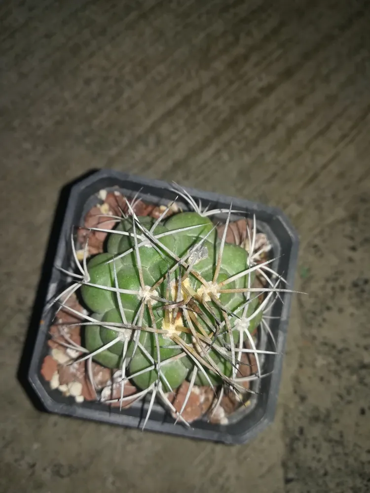 Plante gymnocalycium pflanzii montrant ses caractéristiques typiques