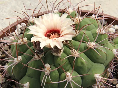 Image miniature de gymnocalycium pflanzii