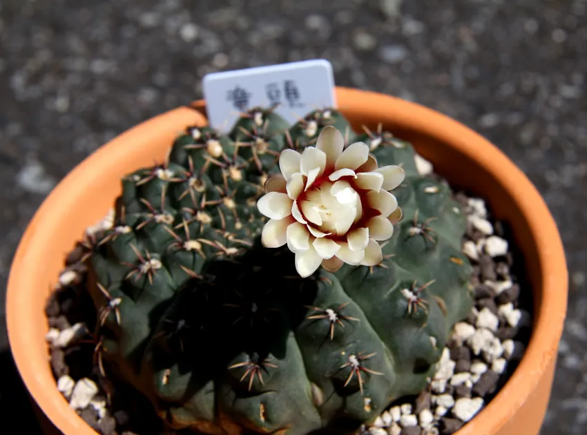 Plante gymnocalycium quehlianum montrant ses caractéristiques typiques