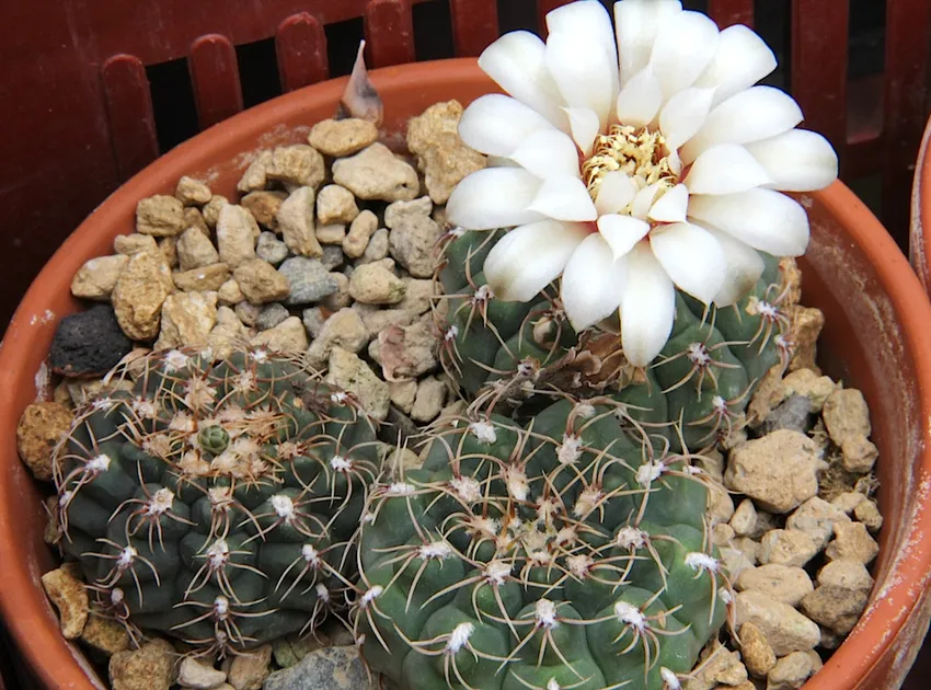 Plante gymnocalycium quehlianum montrant ses caractéristiques typiques