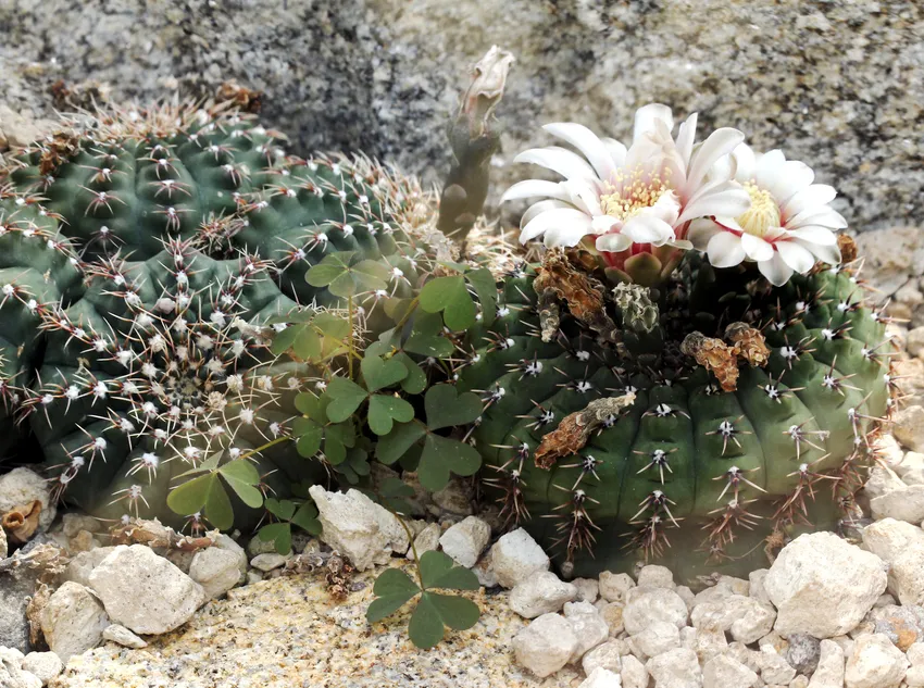 Plante gymnocalycium quehlianum montrant ses caractéristiques typiques