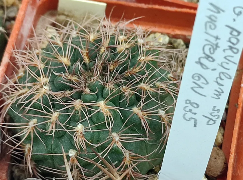 Plante gymnocalycium quehlianum montrant ses caractéristiques typiques