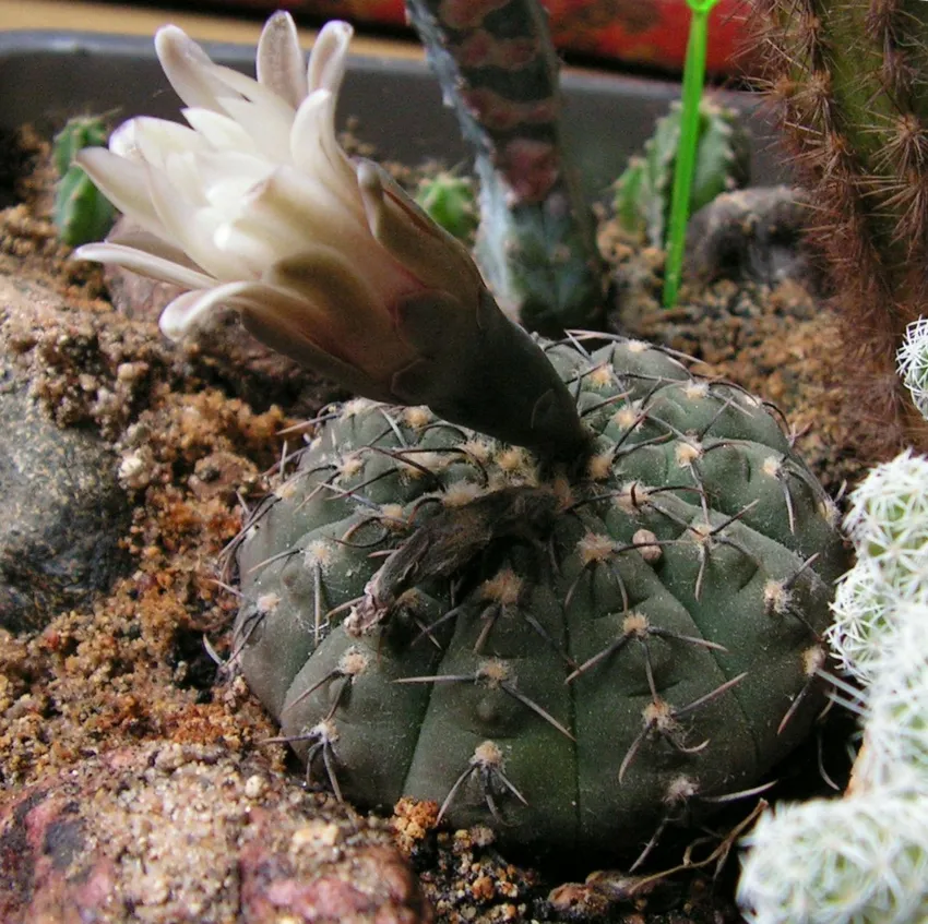 Plante gymnocalycium quehlianum montrant ses caractéristiques typiques