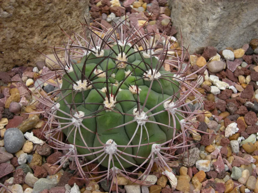 Plante gymnocalycium saglionis montrant ses caractéristiques typiques