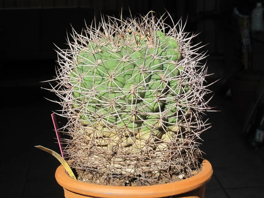 Plante gymnocalycium saglionis montrant ses caractéristiques typiques