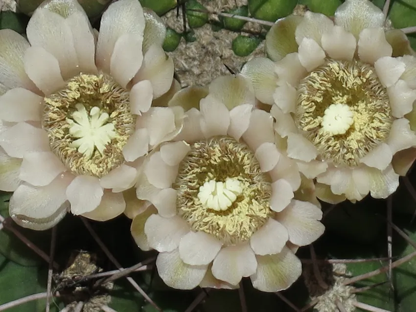 Plante gymnocalycium saglionis montrant ses caractéristiques typiques