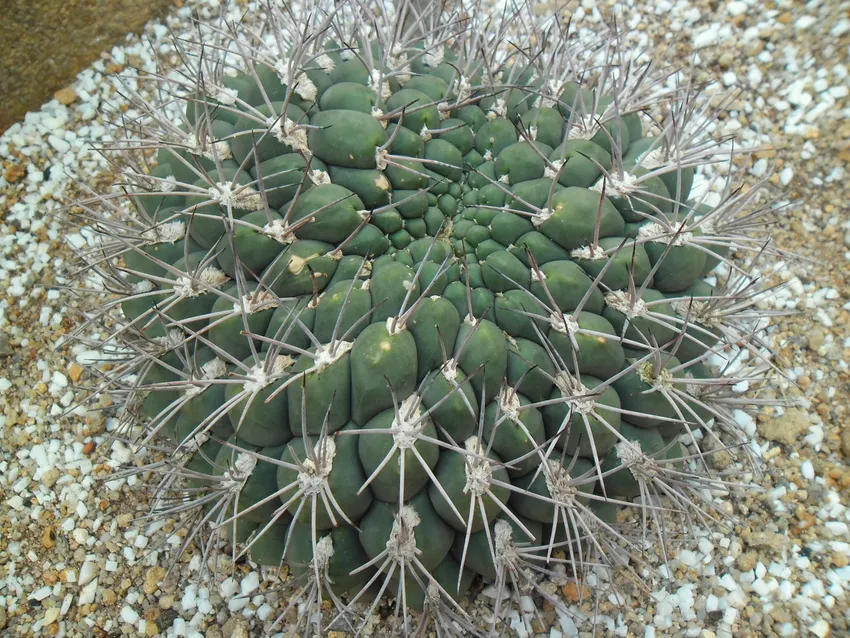 Plante gymnocalycium saglionis montrant ses caractéristiques typiques