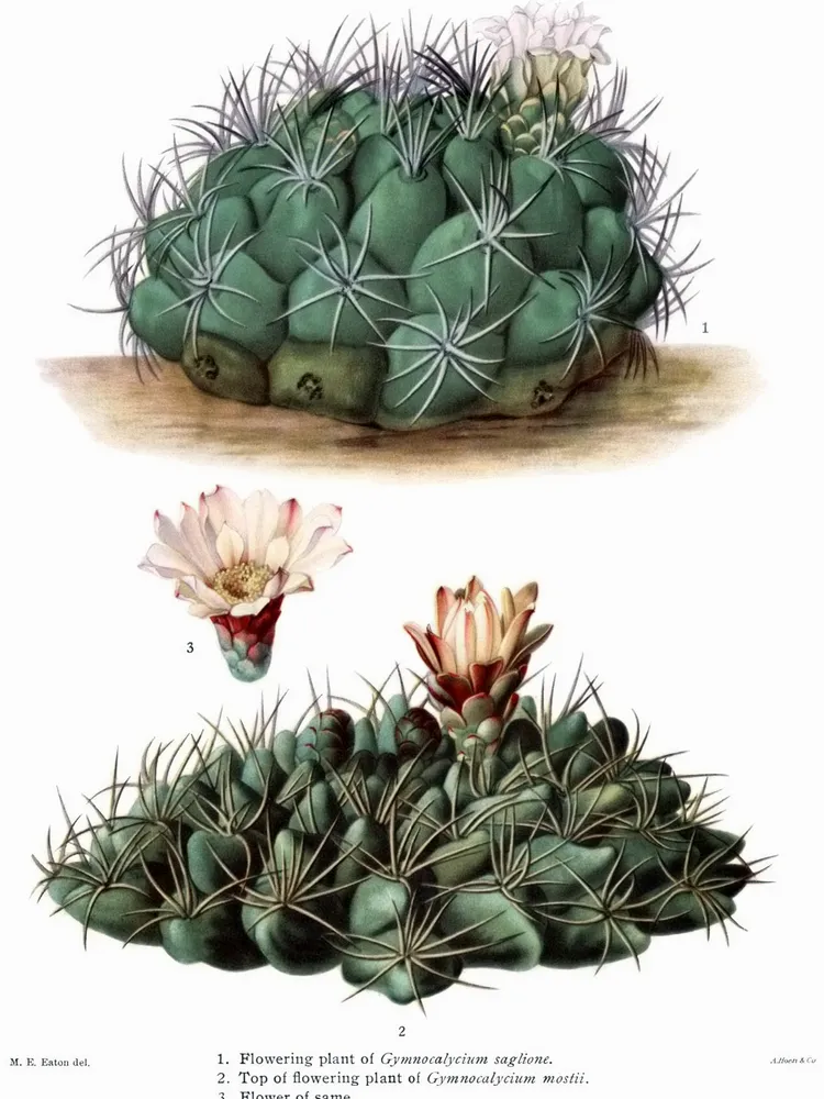 Plante gymnocalycium saglionis montrant ses caractéristiques typiques