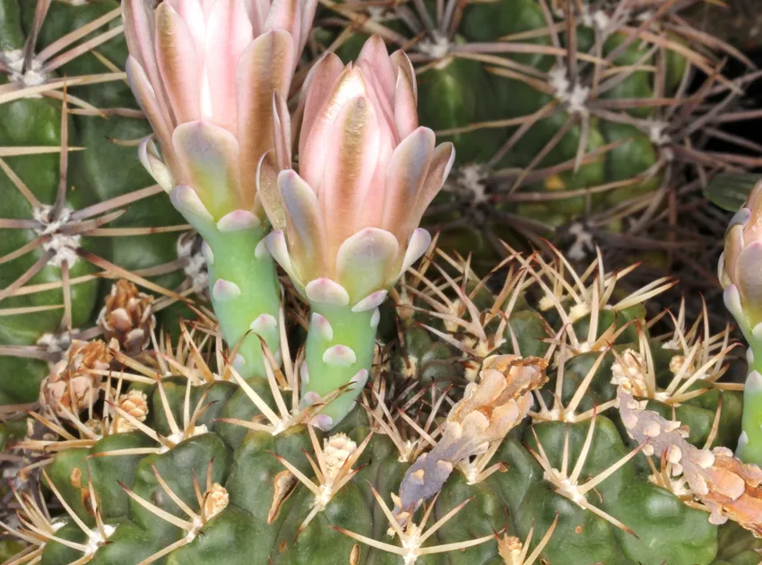 Plante gymnocalycium schickendantzii montrant ses caractéristiques typiques