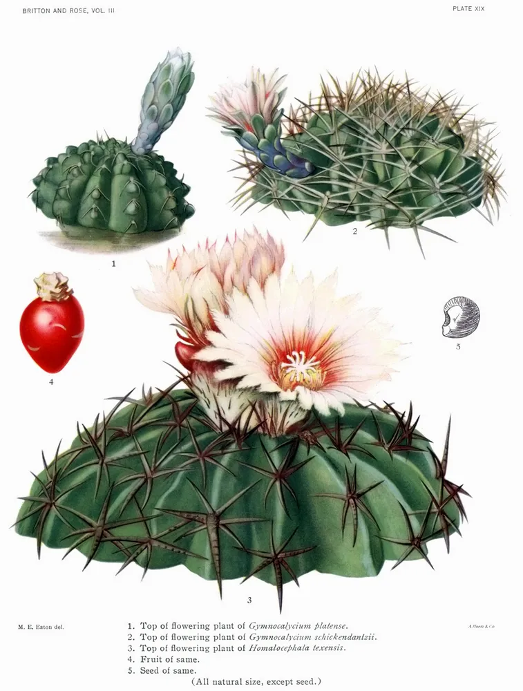 Plante gymnocalycium schickendantzii montrant ses caractéristiques typiques