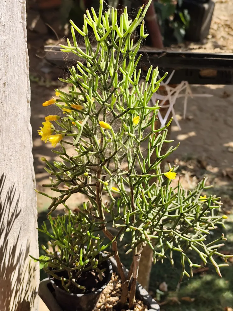 hatiora cylindrica plant showing characteristic features