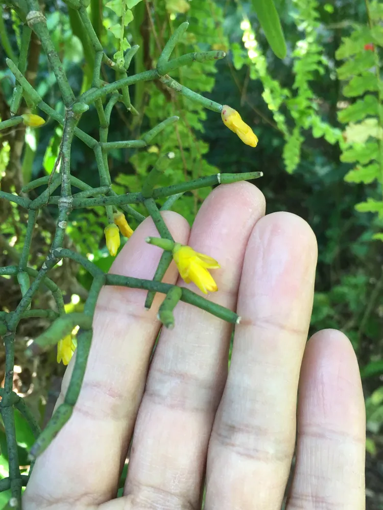 hatiora cylindrica plant showing characteristic features