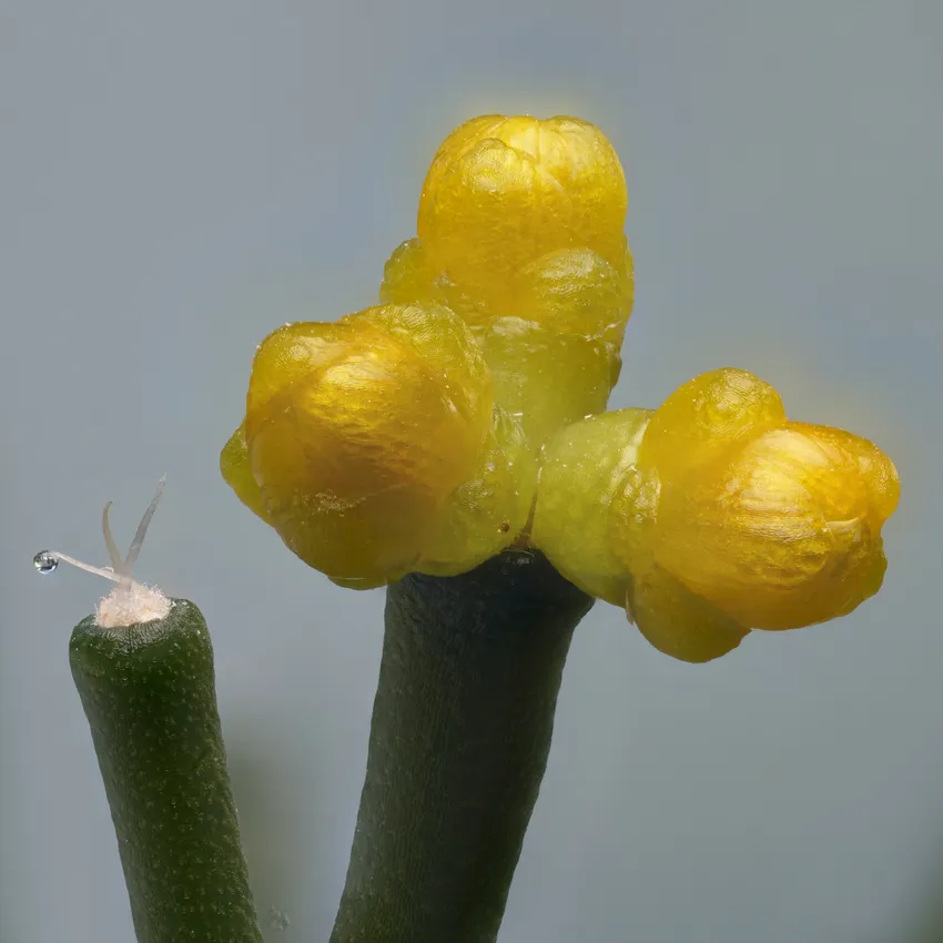hatiora cylindrica plant showing characteristic features