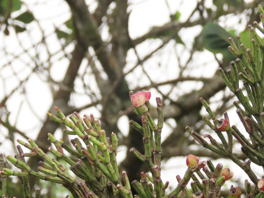 hatiora cylindrica plant showing characteristic features
