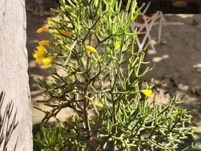 thumbnail hatiora cylindrica